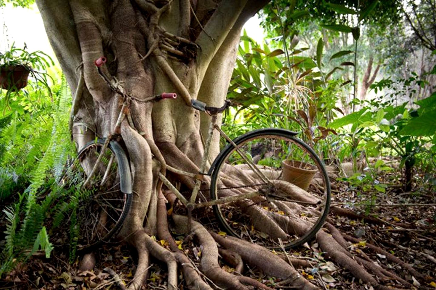 Enchanting Riverside Cabin Rental in the Rainforest near Cairns, Queensland