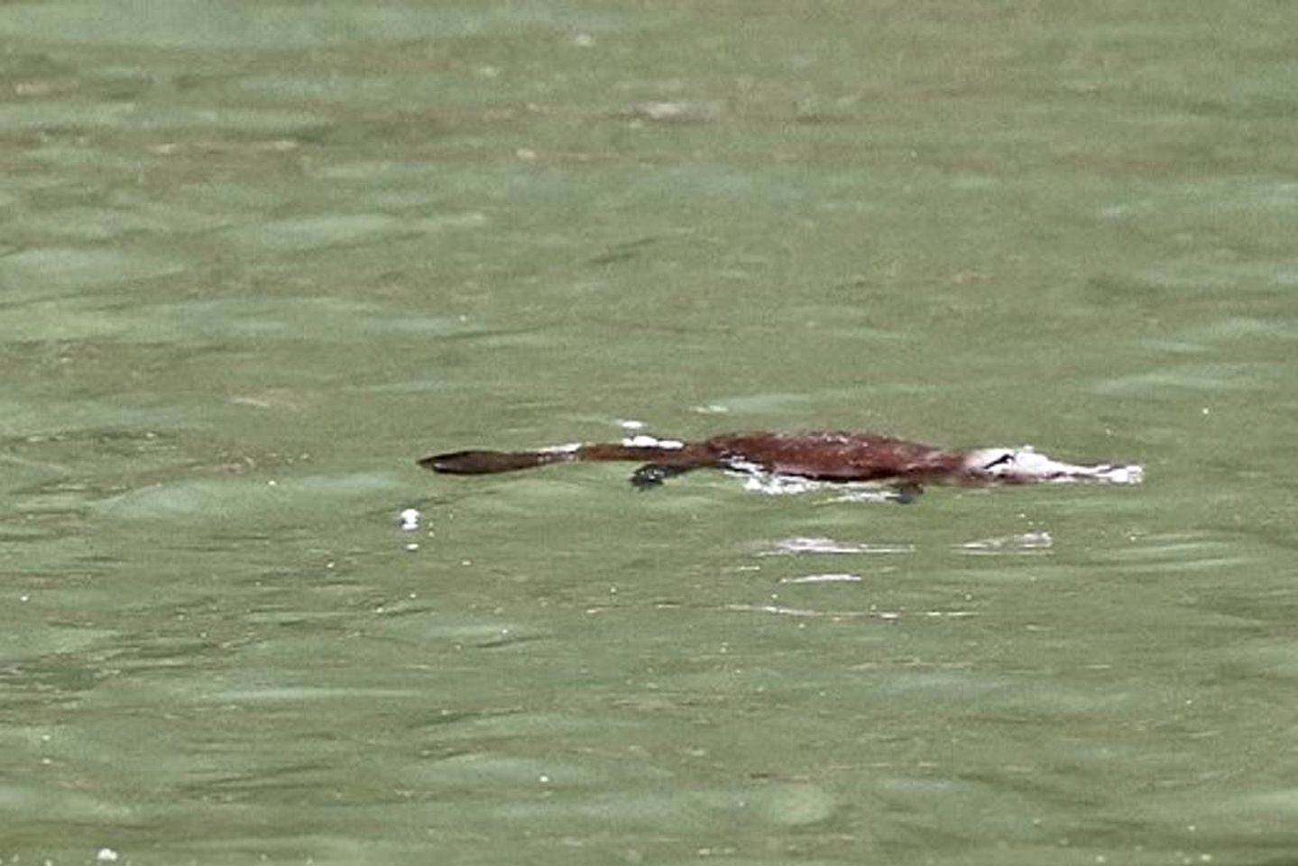 Enchanting Riverside Cabin Rental in the Rainforest near Cairns, Queensland