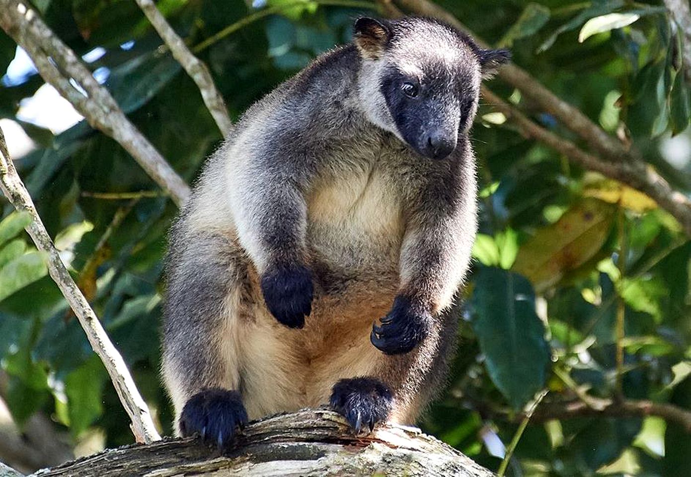Enchanting Riverside Cabin Rental in the Rainforest near Cairns, Queensland