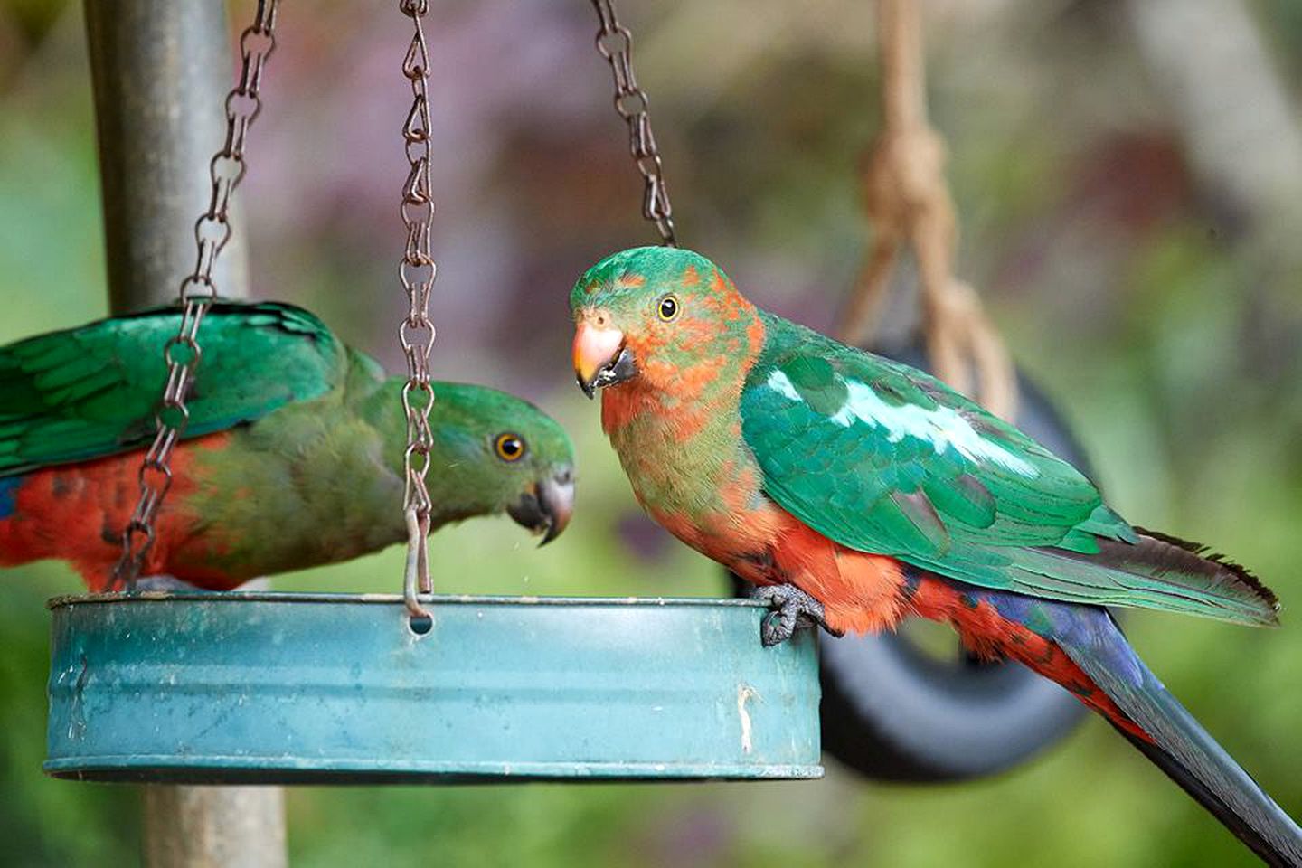 Enchanting Riverside Cabin Rental in the Rainforest near Cairns, Queensland
