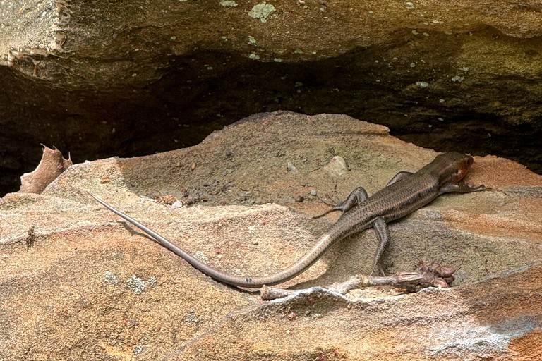 Cabins (United States of America, Tunnel Hill, Illinois)