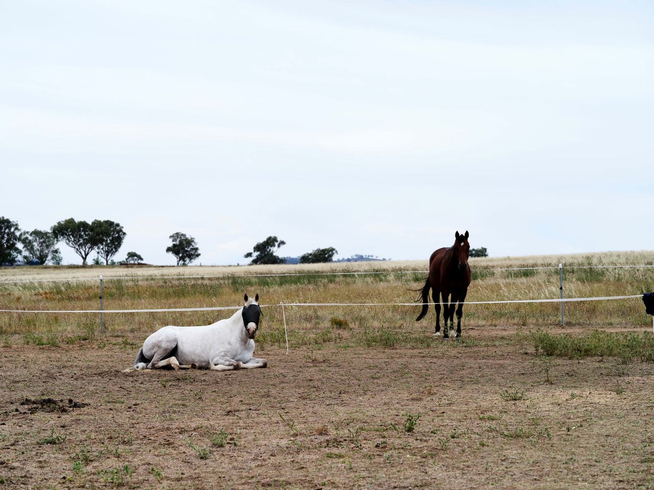 Luxury Villa with Heated Bathroom & Pet-Friendly Access, Close to Wineries in Mudgee, NSW