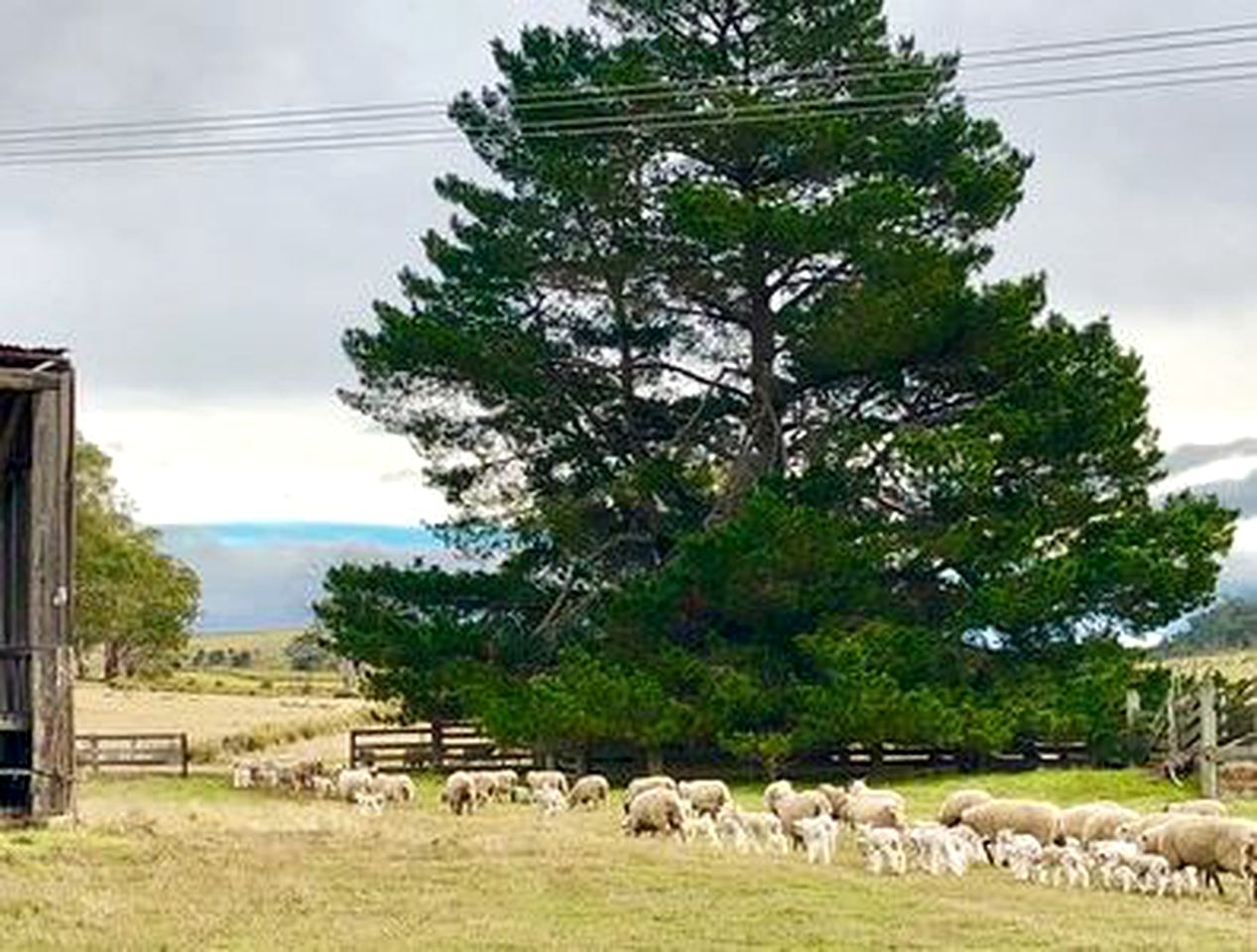 Pet-Friendly Cottage Getaway on a Farm near Hamilton, Tasmania