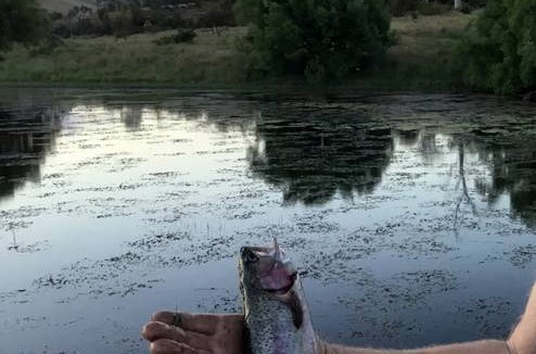 Cottages (Bothwell, Tasmania, Australia)
