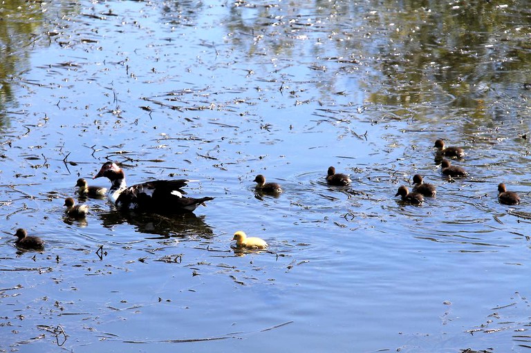 Cottages (Bothwell, Tasmania, Australia)