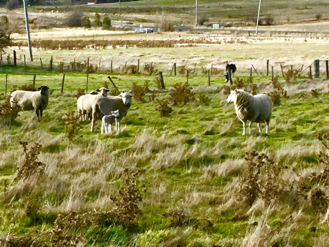 Pet-Friendly Cottage Getaway on a Farm near Hamilton, Tasmania