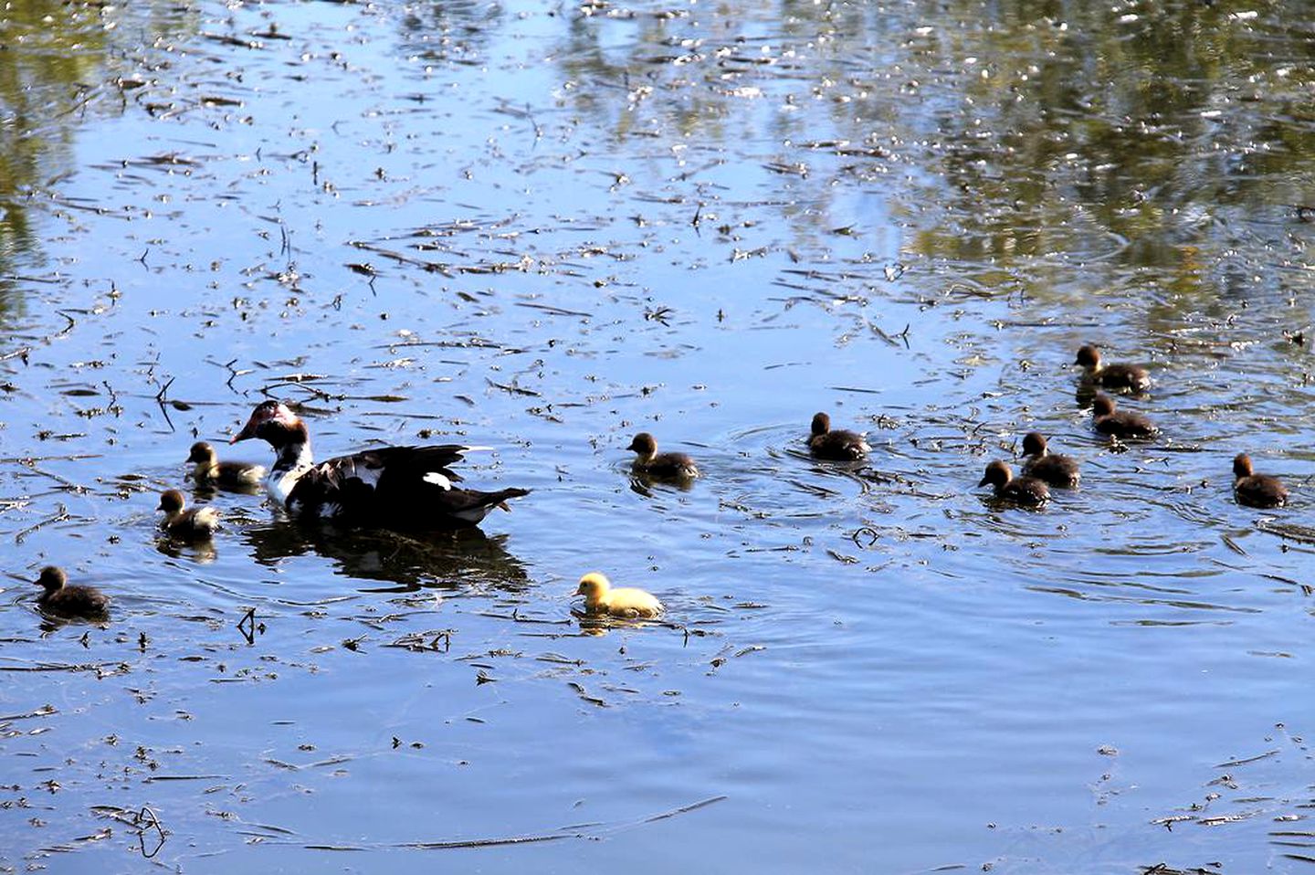 Classic Bed and Breakfast with Great Views near Hamilton, Tasmania
