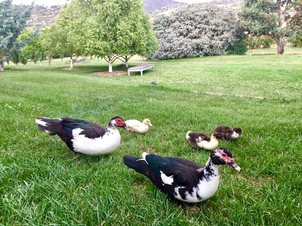Classic Bed and Breakfast with Great Views near Hamilton, Tasmania