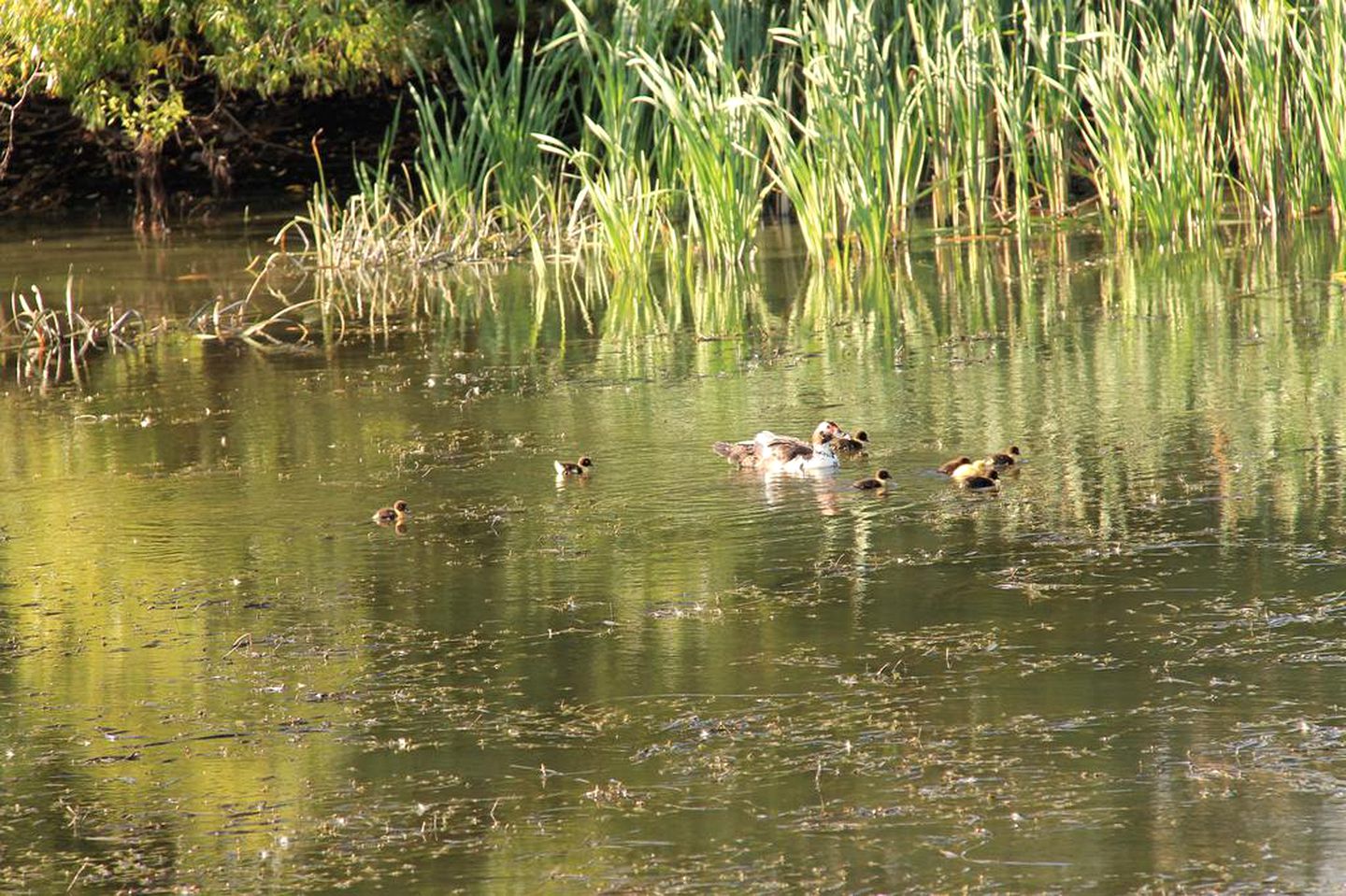Gorgeous Vacation Rental with Complimentary Breakfast near New Norfolk, Tasmania