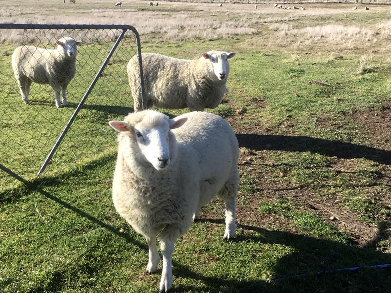 Charming Family-Friendly Bed and Breakfast near Bothwell, Tasmania