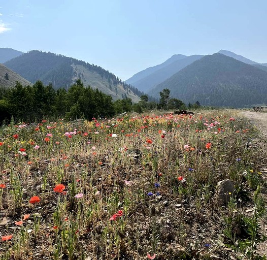 Tipis (United States of America, Cameron, Montana)