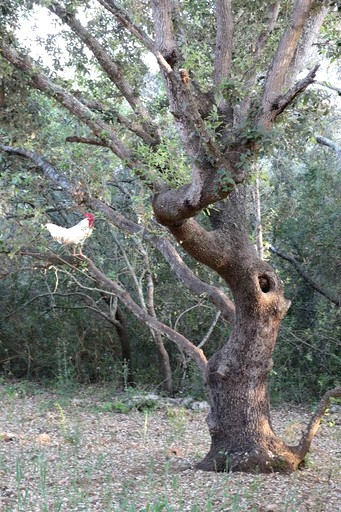 Vacation Rentals (Spain, Llubi, Balearic Islands)