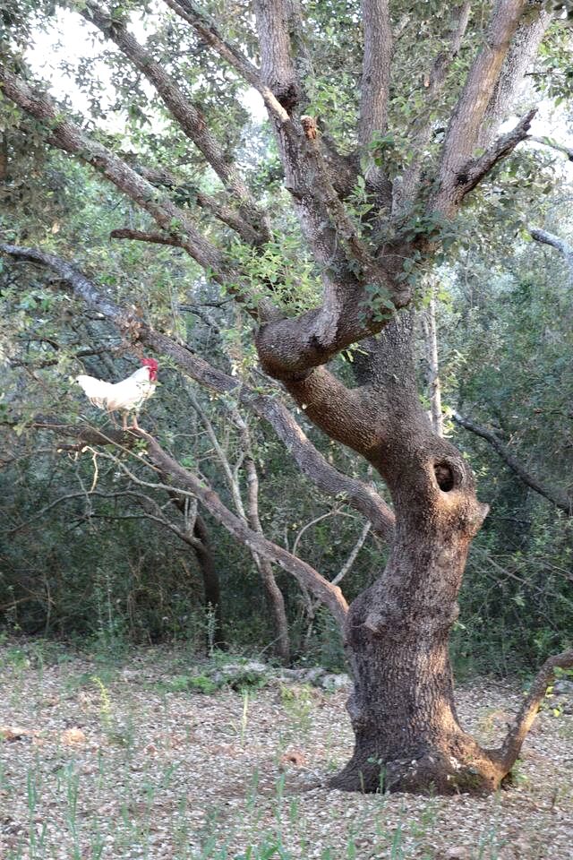 Secluded Off-Grid Yurt Stay with Outdoor Kitchen near Tramuntana Mountains, Mallorca