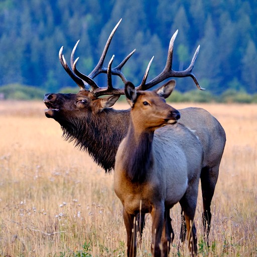 Vacation Rentals (United States of America, Estes Park, Colorado)