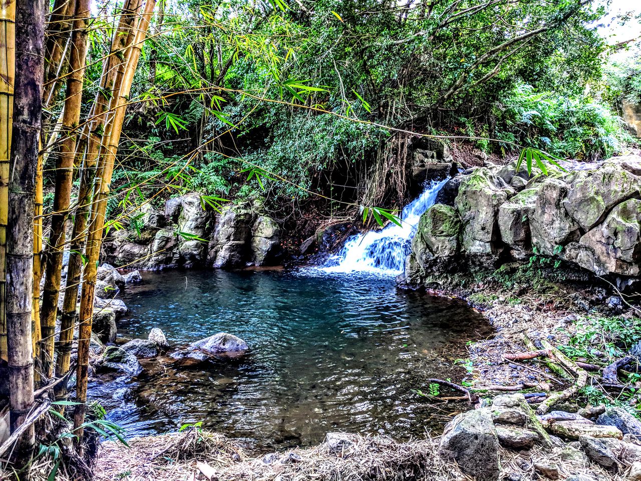 Single Hammock Rental in a Coed Outdoor Dorm near Akaka Falls, Hawaii