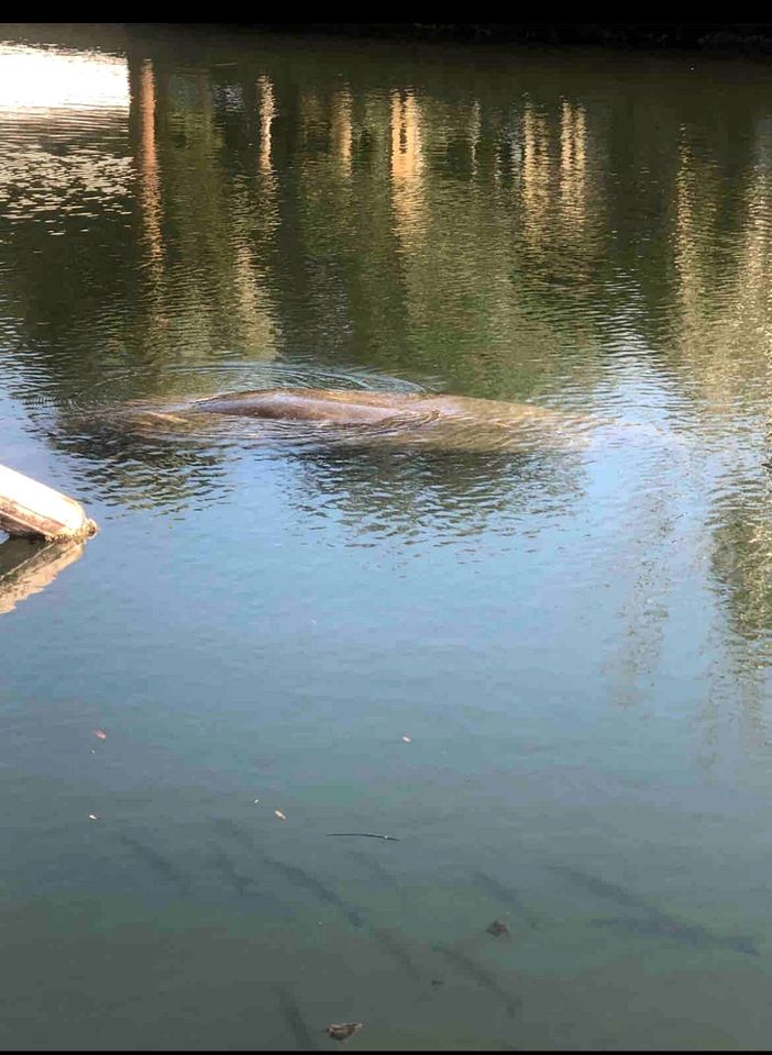 Gorgeous Cottage with Amazing River Sights in Weeki Wachee, Florida