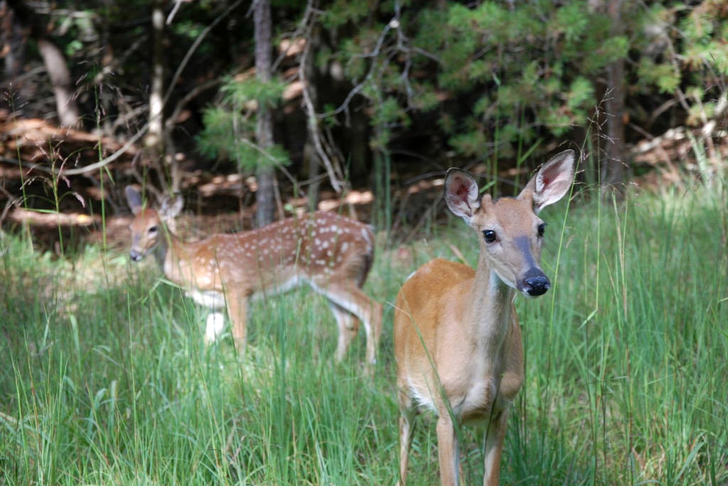 Private Mountain Retreat Cottage in Ellijay, Georgia