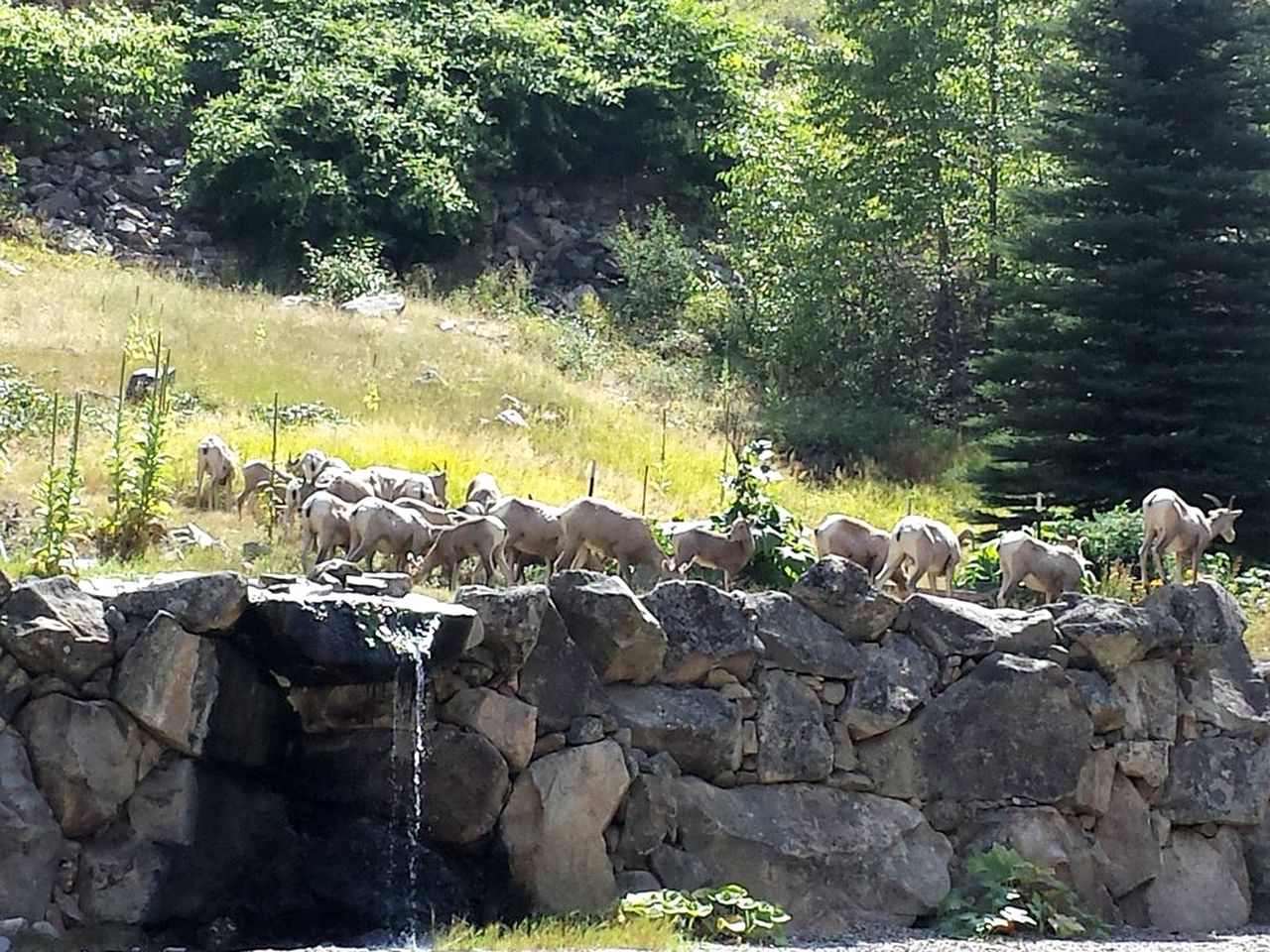 Amazing Mountainside Vacation Rental with Private Hot Springs in Hamilton, Montana