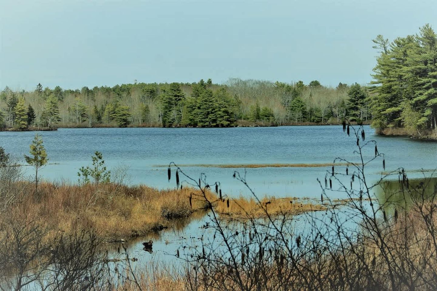 Charming Waterfront Cottage with Scenic Views, Kayak Access, Near Bar Harbor, Mount Desert Island, Maine