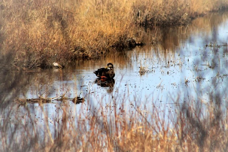 Vacation Rentals (United States of America, Mount Desert, Maine)