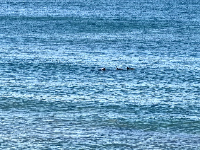 Beach Houses (Australia, Denhams Beach, New South Wales)