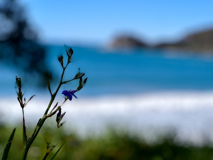 Beach Houses (Australia, Denhams Beach, New South Wales)