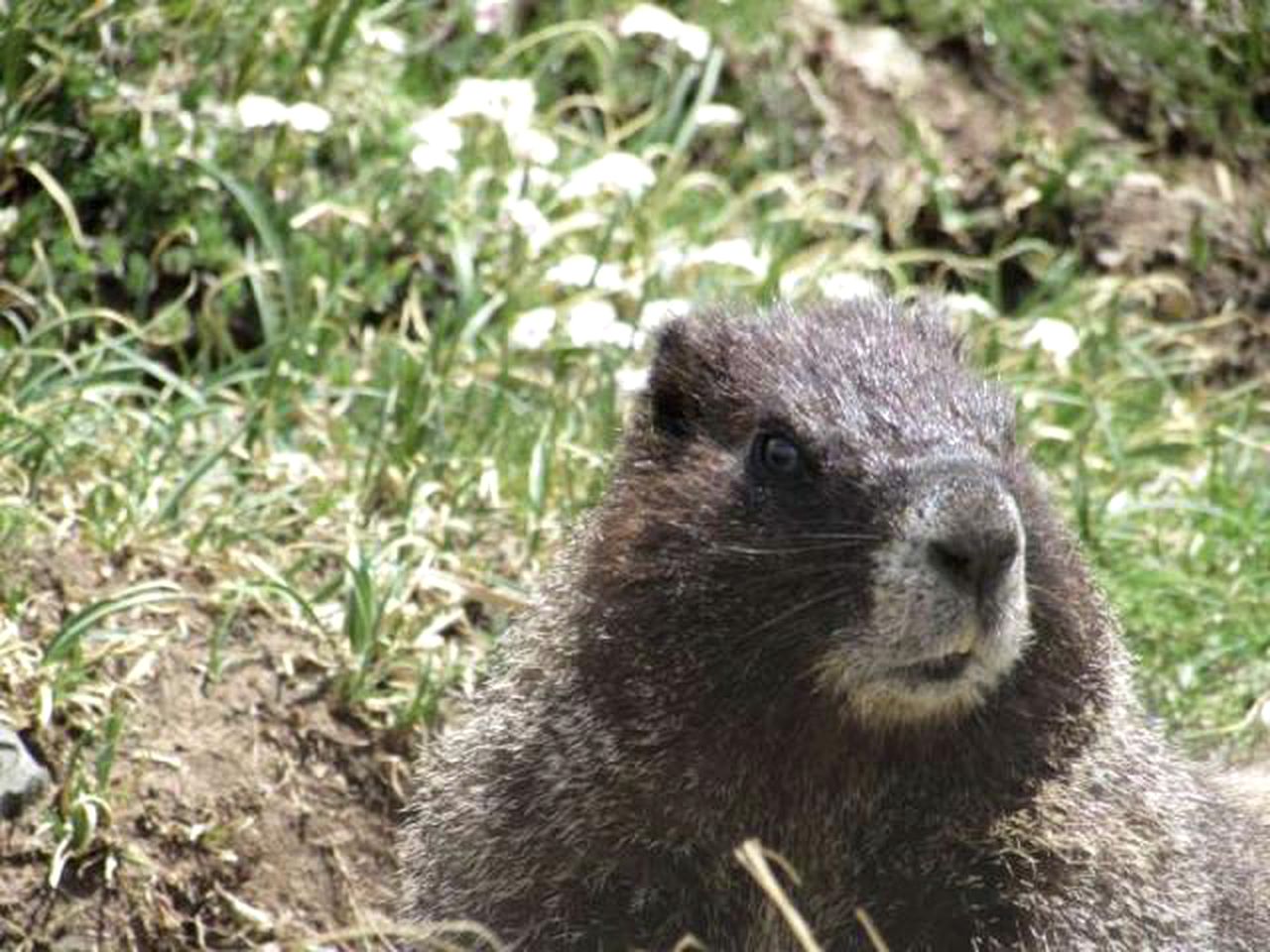 Charming Handmade Yurt Rental Nestled in the Taos Ski Valley of New Mexico