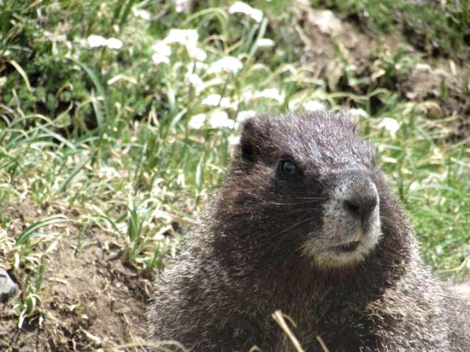 Yurts (Taos, New Mexico, United States)