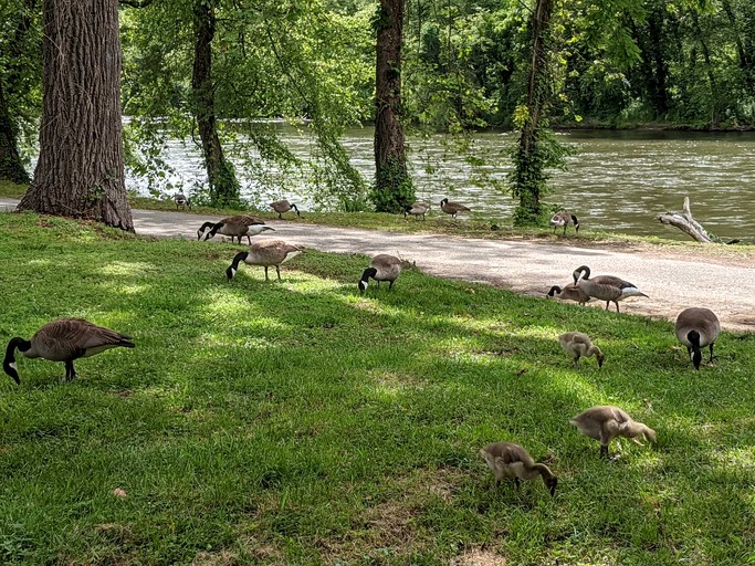 Vacation Rentals (United States of America, Bryson City, North Carolina)