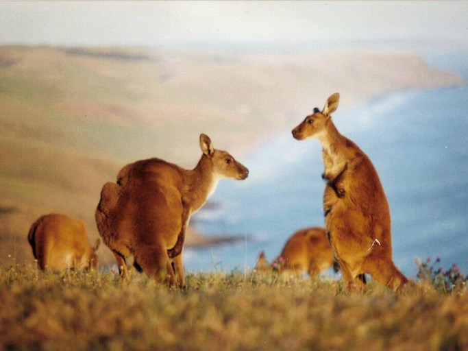 Cabins (Deep Creek, South Australia, Australia)