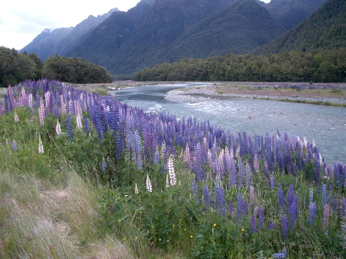 Nature Lodges (Te Anau, South Island, New Zealand)