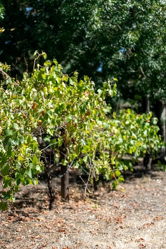 Vacation Rentals (Australia, --, --)