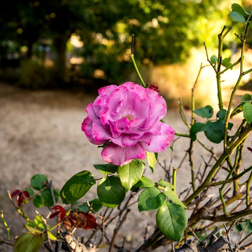 Vacation Rentals (Australia, --, --)