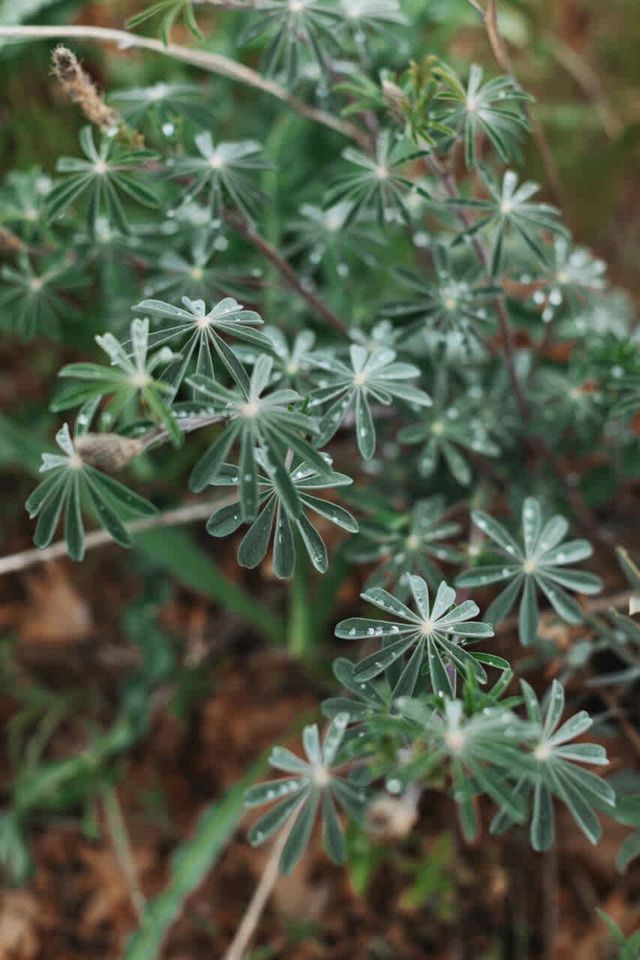 Spacious Four Bedroom Cabin on Private Land in Sierra National Forest, Perfect for a Tranquil Weekend in Nature with Family