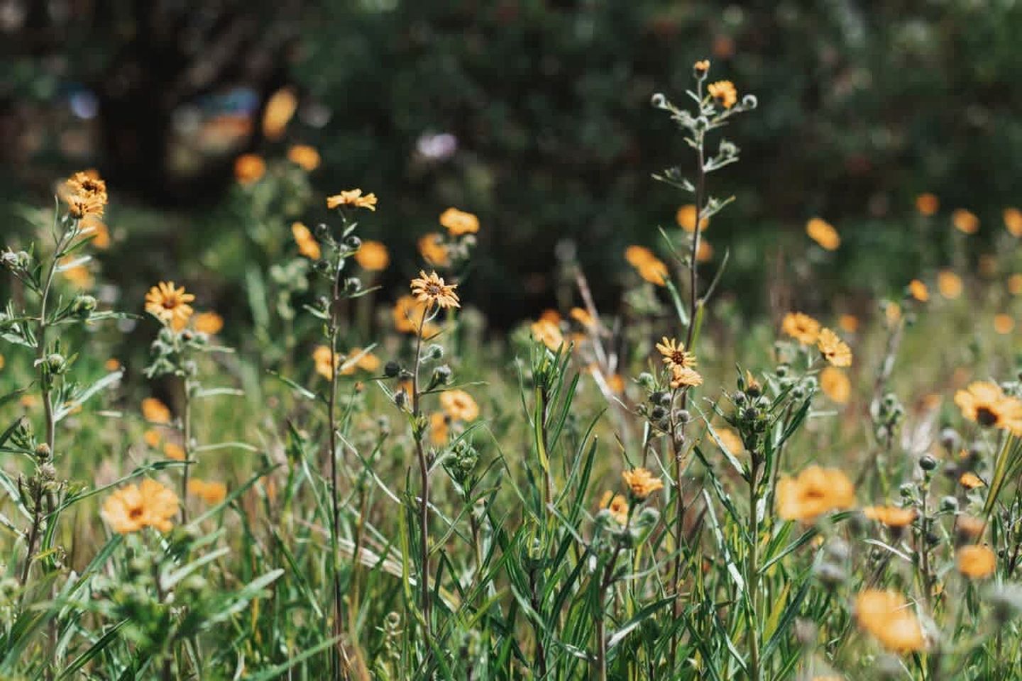 Spacious Four Bedroom Cabin on Private Land in Sierra National Forest, Perfect for a Tranquil Weekend in Nature with Family
