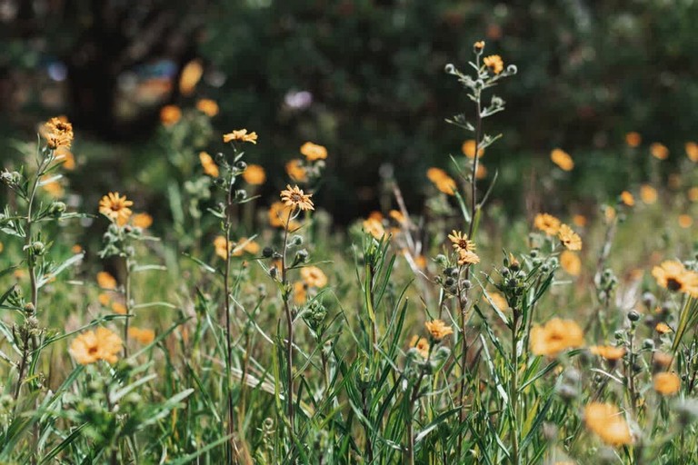 Cabins (United States of America, Dunlap, California)