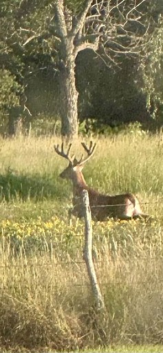 Cabins (United States of America, Fredericksburg, Texas)