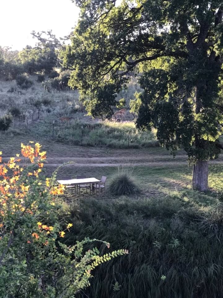 Spacious Accommodation for Two with Direct Creek Access for Fishing in Fredericksburg, Texas