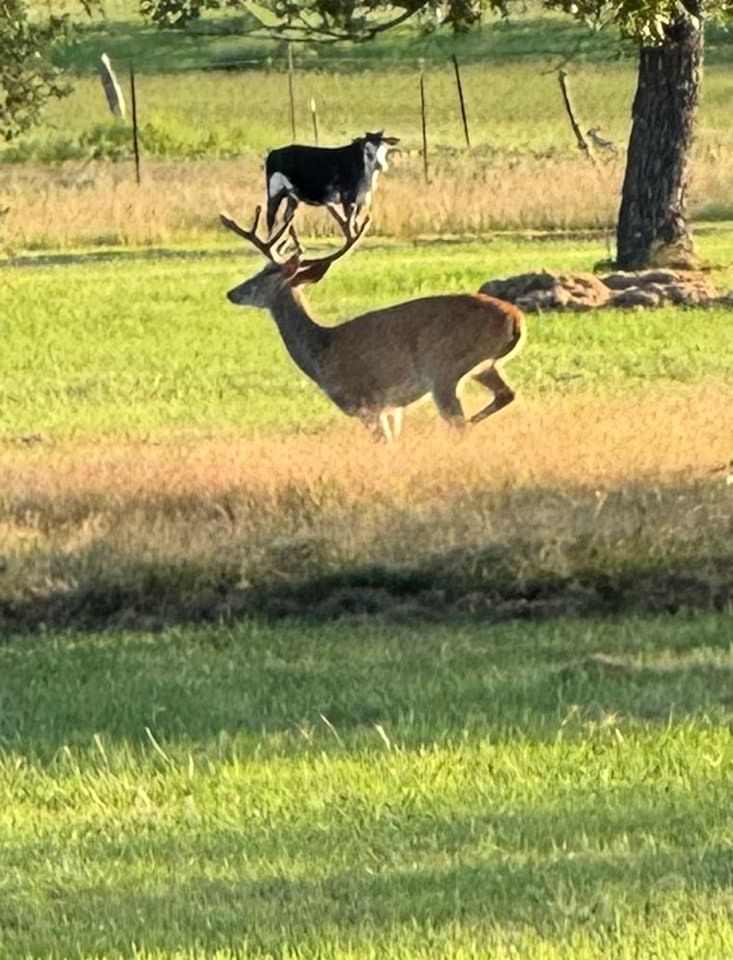 Spacious Accommodation for Two with Direct Creek Access for Fishing in Fredericksburg, Texas