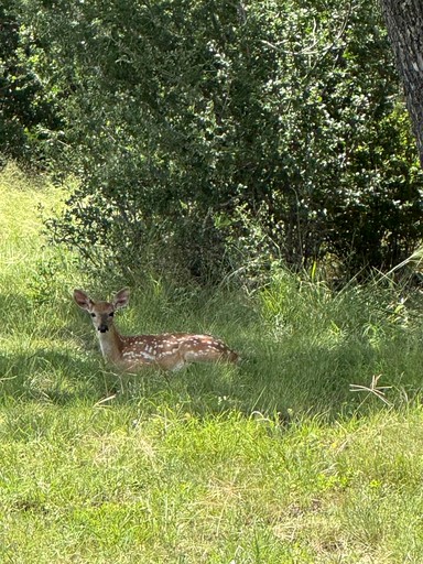 Cabins (United States of America, Fredericksburg, Texas)