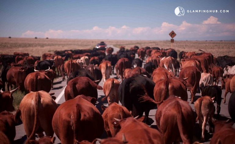 Family Dude Ranch Vacations Colorado