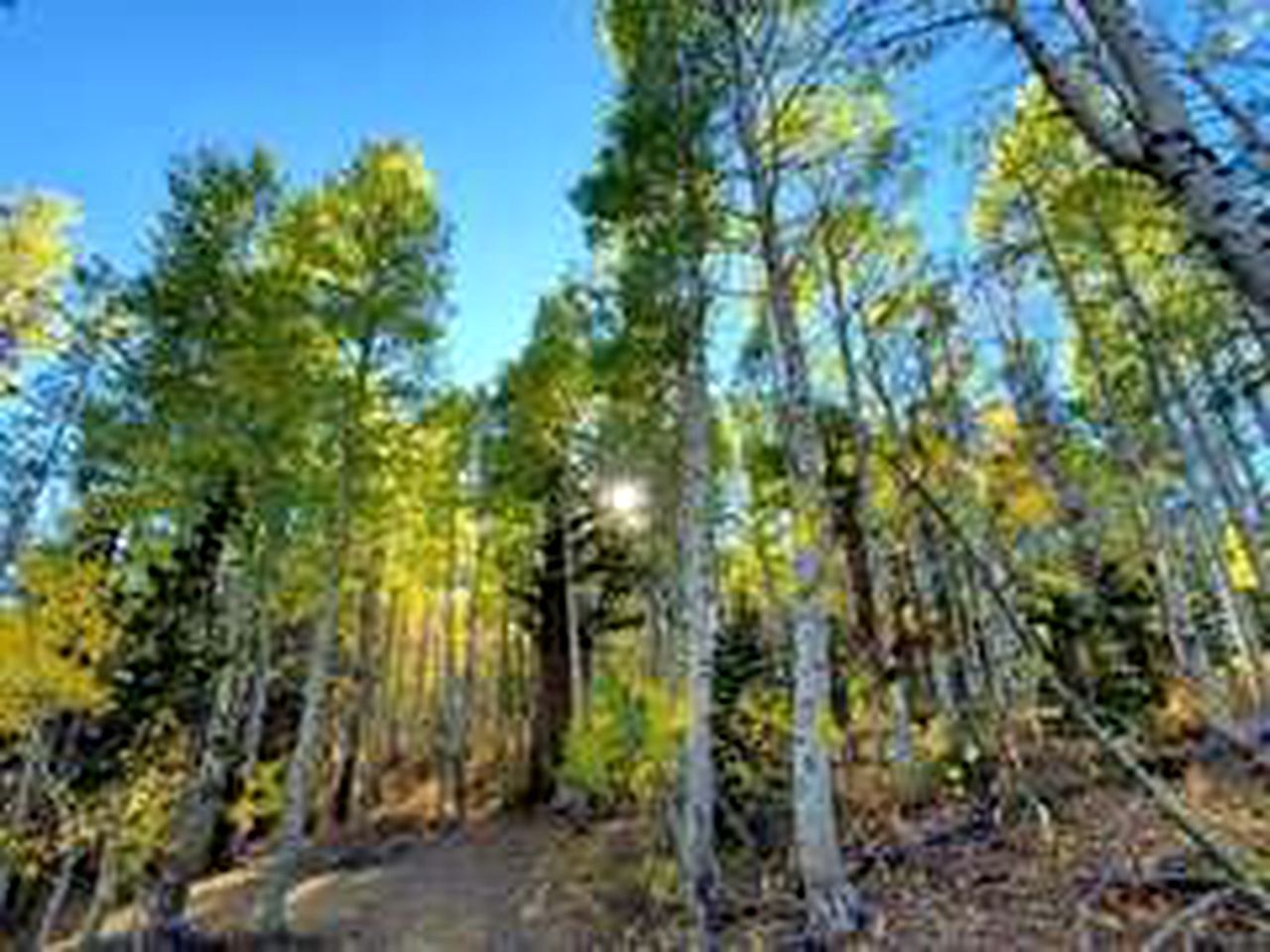 Spacious Cabin For Large Groups Located in the Charming Sky High Ranch in California!