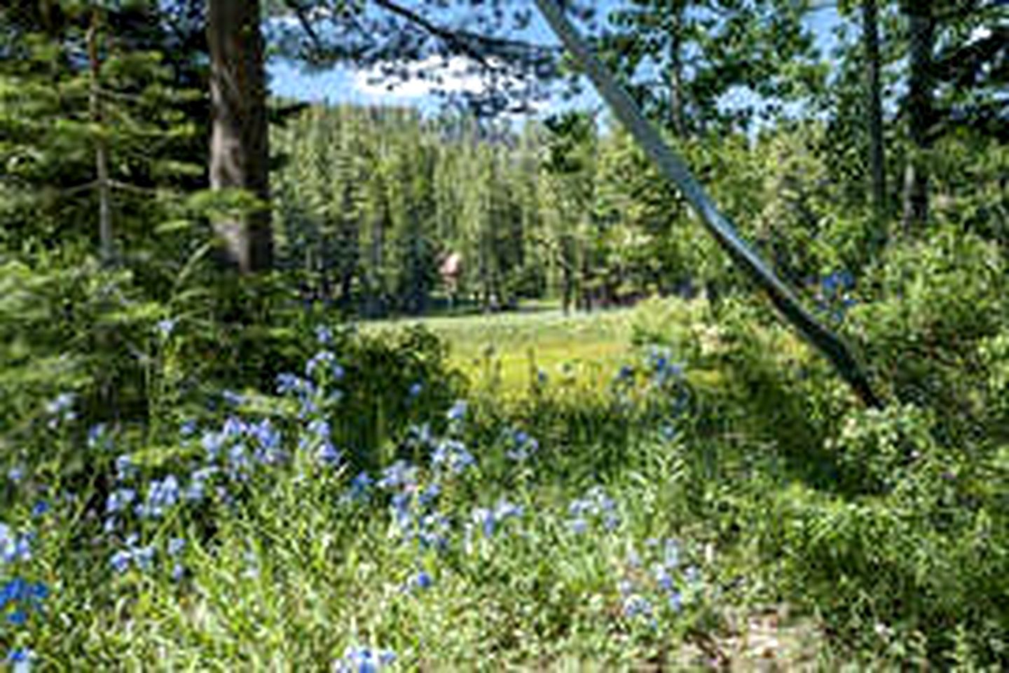 Spacious Cabin For Large Groups Located in the Charming Sky High Ranch in California!