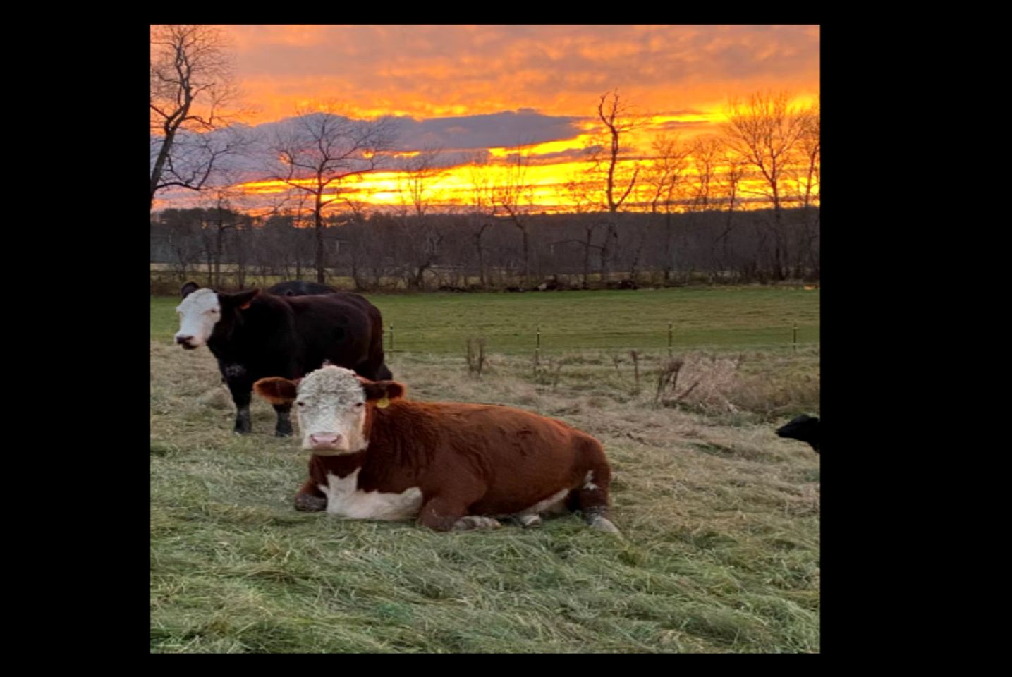 Lush Pastoral Vacation Rental Haven Near Saco River, Maine