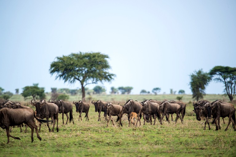 Safari Tents (Maswa Game Reserve, Shinyanga Region, Tanzania)