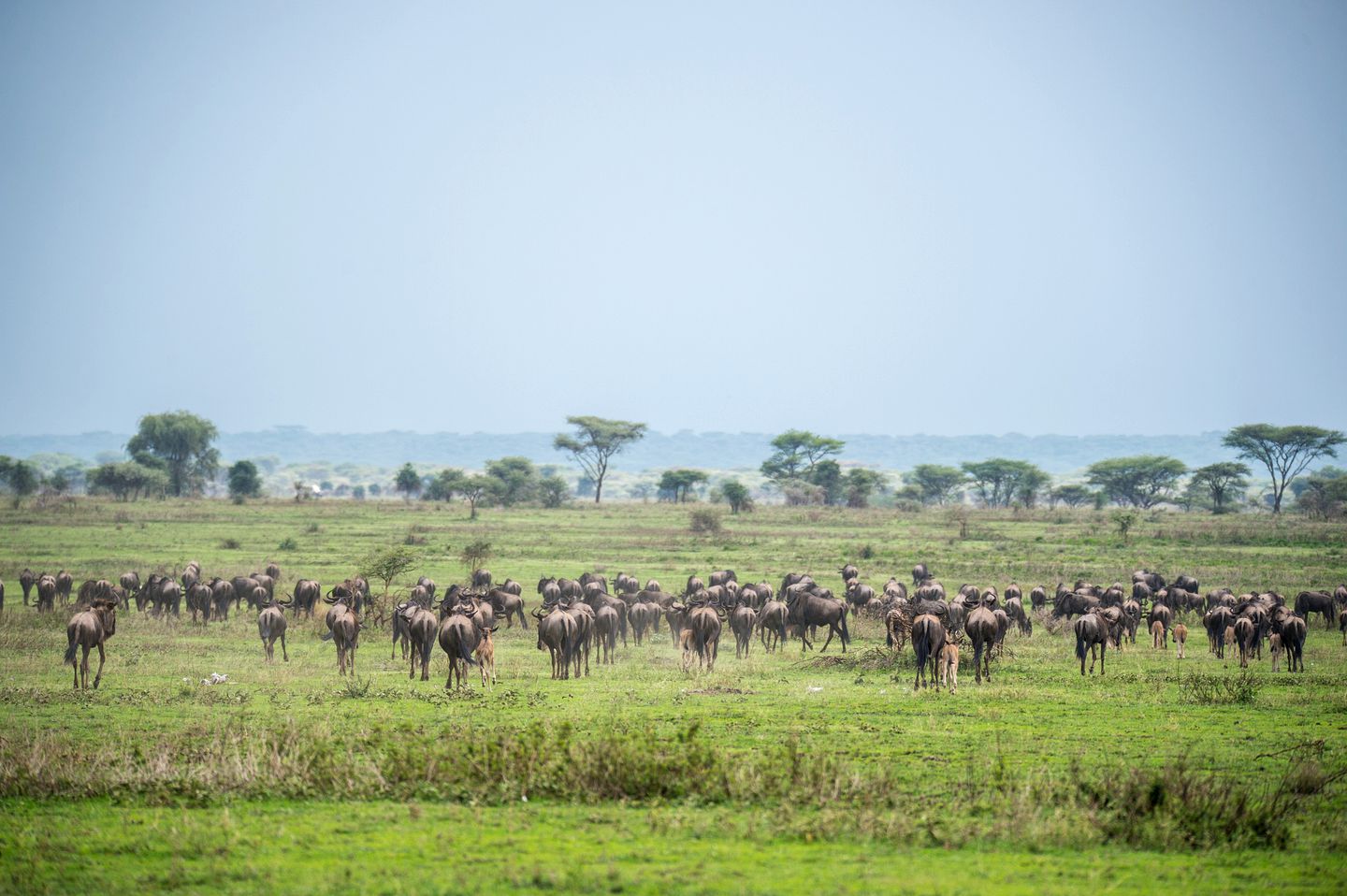 Spacious, Luxury Tents in the Remote Southern Serengeti