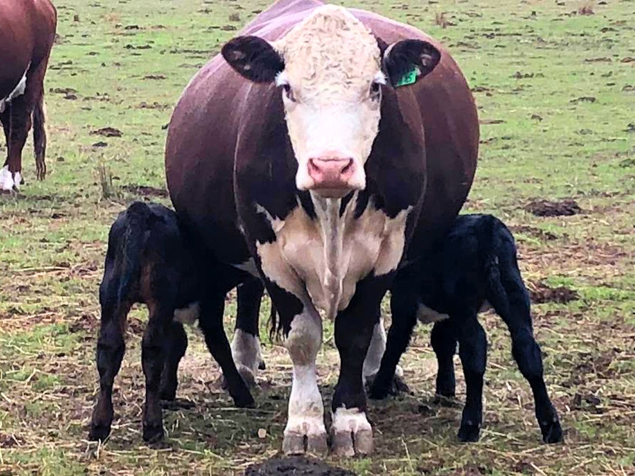 Spacious Oxley Accommodation for a Fun-Filled Farm Stay, Victoria