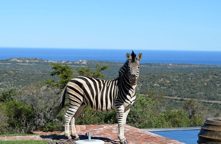 Nature Lodges (Thornhill, Eastern Cape, South Africa)