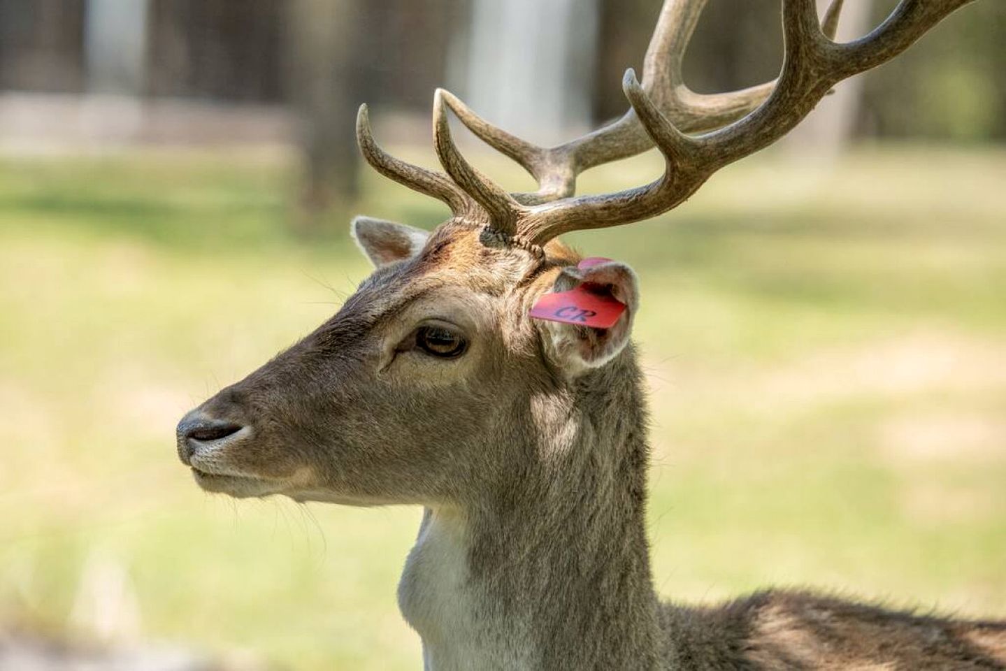 Spectacular Luxurious Tree House with Jacuzzi and Fire Pit in Texas