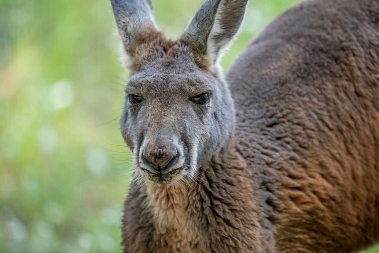 Tree Houses (United States of America, Groesbeck, Texas)